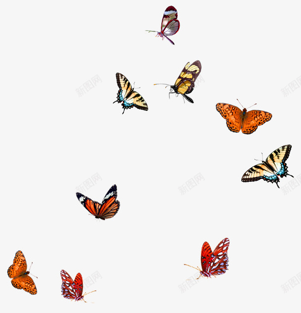 橙色简约蝴蝶漂浮png免抠素材_新图网 https://ixintu.com 免抠PNG 橙色 漂浮素材 简约 蝴蝶