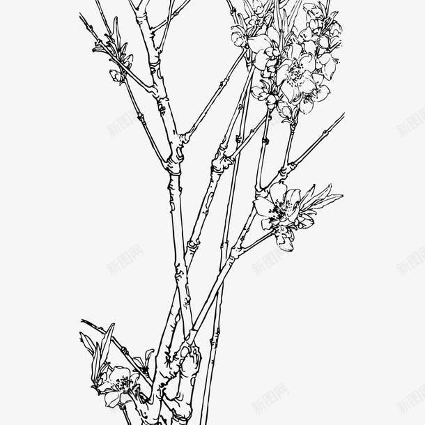手绘植物png免抠素材_新图网 https://ixintu.com 植物 矢量装饰 花朵 装饰 说会话