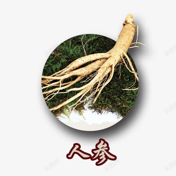 人参中药植物psd免抠素材_新图网 https://ixintu.com 中草药 人参素材 药材 补品
