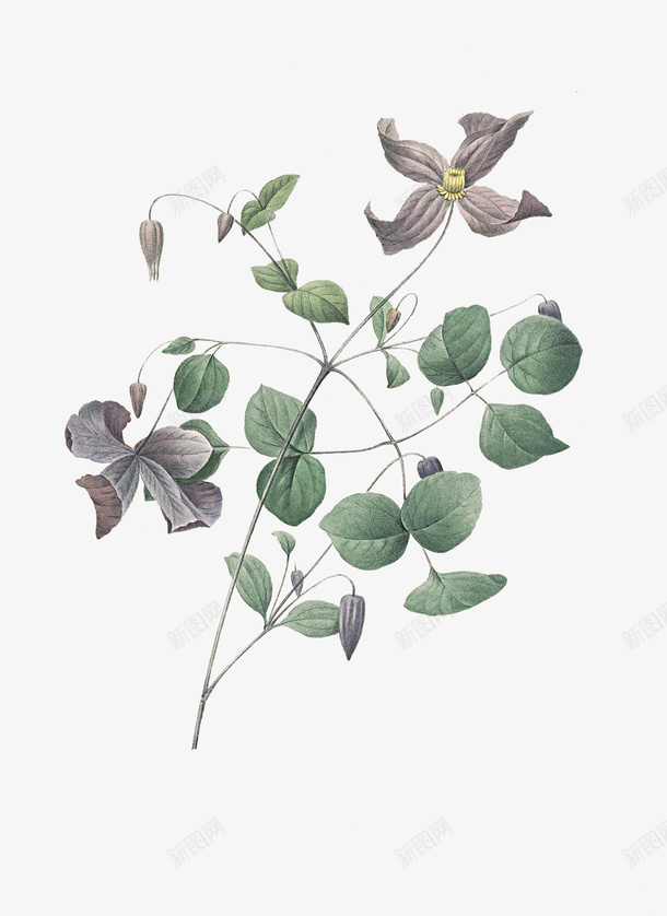 手绘树叶png免抠素材_新图网 https://ixintu.com 手绘 插画 文艺 树叶 植物 清新 绿色