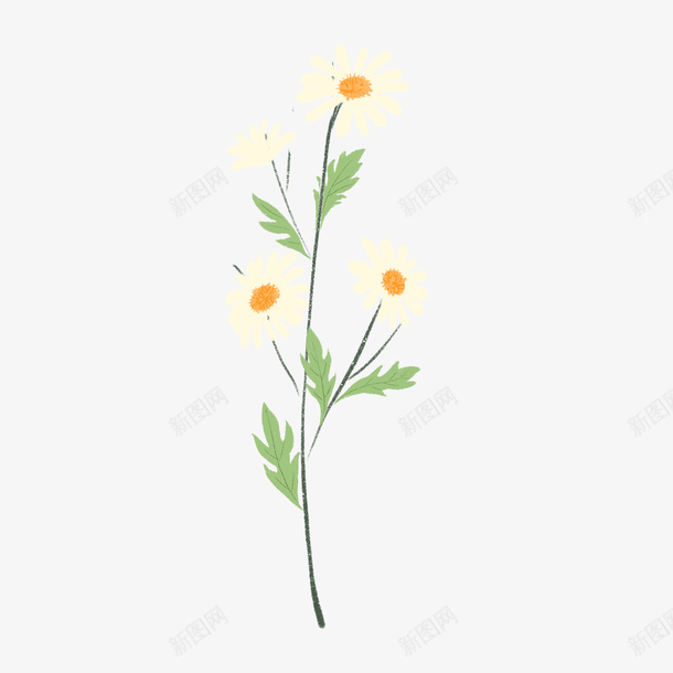 花花草草小雏菊菊花手绘花朵png免抠素材_新图网 https://ixintu.com daisy 小雏菊 手绘 花朵 花花草草 菊花 菊花图案 菊花彩绘
