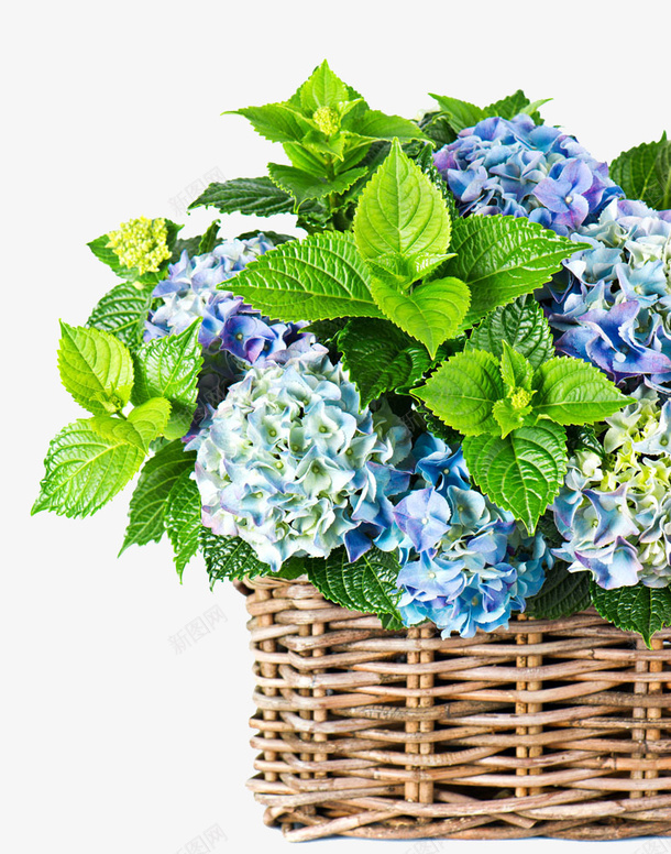 篮子里的花png免抠素材_新图网 https://ixintu.com 篮子 绿叶 花