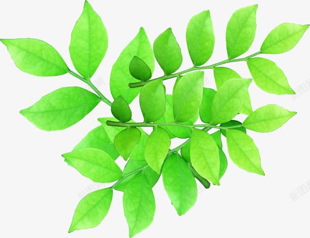 绿色环保春天植物树叶png免抠素材_新图网 https://ixintu.com 春天 树叶 植物 环保 绿色