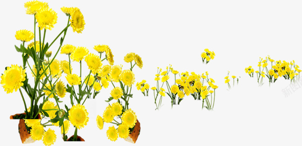 花花朵淘宝黄花png免抠素材_新图网 https://ixintu.com 花花朵淘宝素材黄花