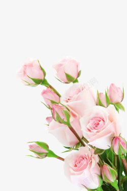 情人节粉色玫瑰花素材