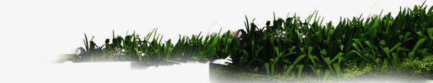 清新草地夏日茂密png免抠素材_新图网 https://ixintu.com 夏日 清新 茂密 草地