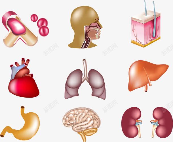 人体器官png免抠素材_新图网 https://ixintu.com 人体内脏器官 人体器官 内脏 内脏图