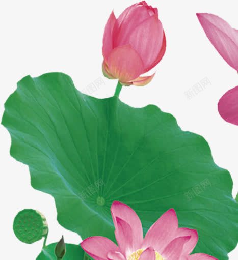 粉色荷花荷苞绿叶png免抠素材_新图网 https://ixintu.com 粉色 绿叶 荷花