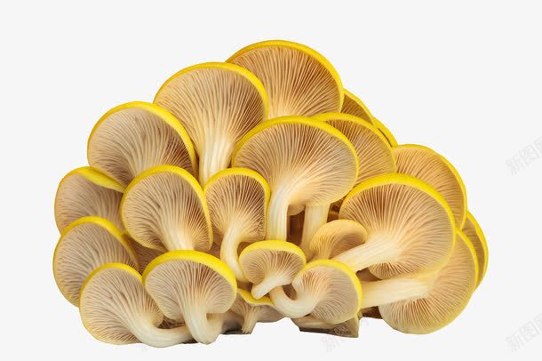 菌类平菇png免抠素材_新图网 https://ixintu.com 平菇 菌类 菌菇