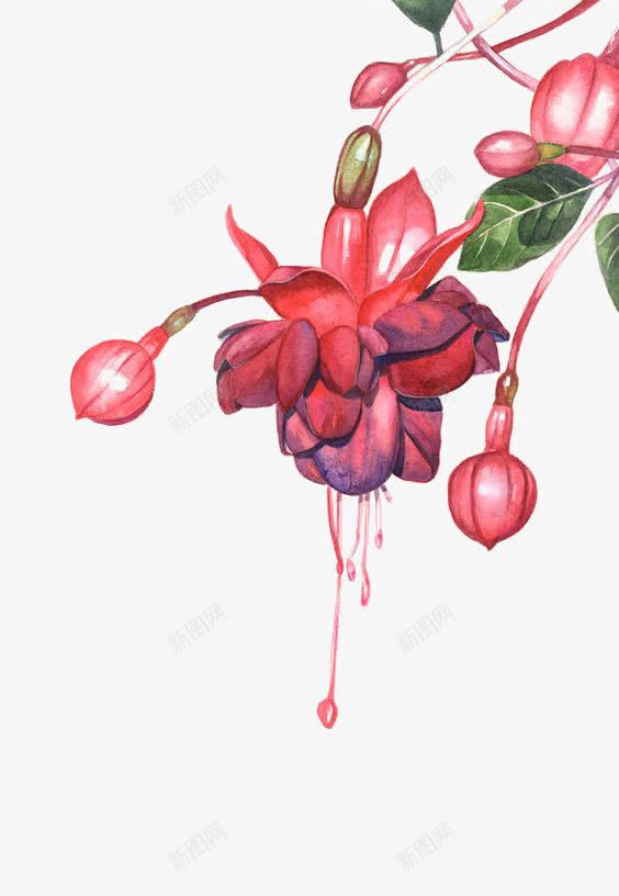 红色花朵png免抠素材_新图网 https://ixintu.com 卡通花朵 手绘花朵 水彩花朵 灯笼花 花朵 花朵素材