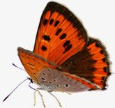 摄影效果蝴蝶海报图png免抠素材_新图网 https://ixintu.com 摄影 效果 海报 蝴蝶