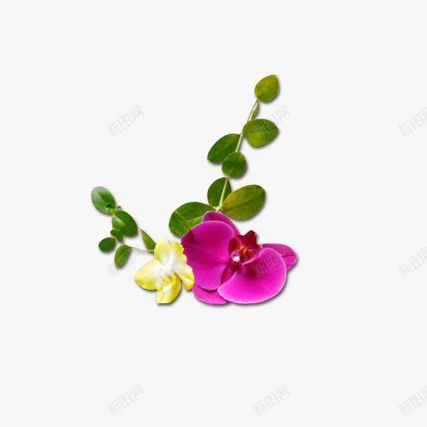豌豆花psd免抠素材_新图网 https://ixintu.com 浪漫 粉色 花朵 豌豆花