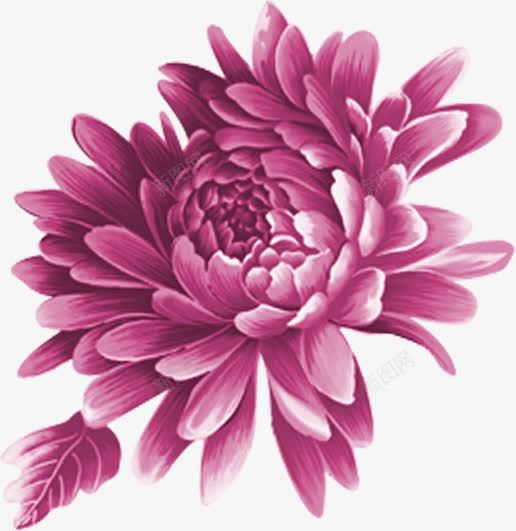 创意合成紫色的花卉效果手绘png免抠素材_新图网 https://ixintu.com 创意 合成 效果 紫色 花卉