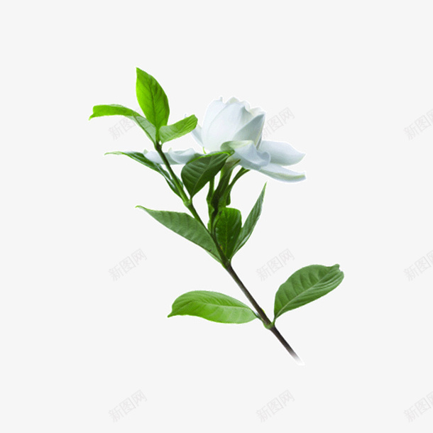 茉莉花花绿植小草png免抠素材_新图网 https://ixintu.com 小草 绿植 花 茉莉花