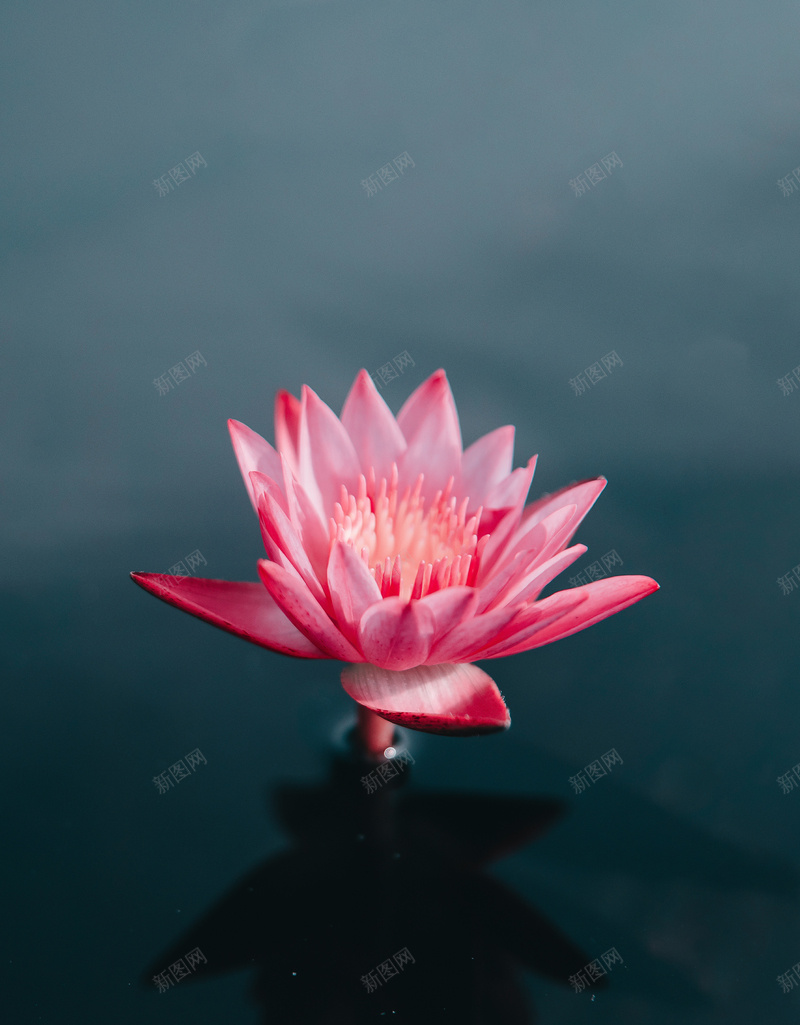 水中单独开放的荷花jpg设计背景_新图网 https://ixintu.com 单独 水 水中的荷花 荷花