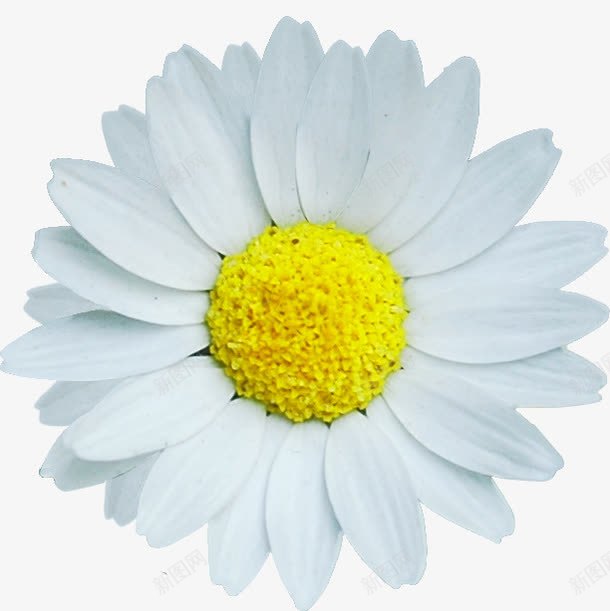 摄影白色花朵效果png免抠素材_新图网 https://ixintu.com 摄影 效果 白色 花朵 设计