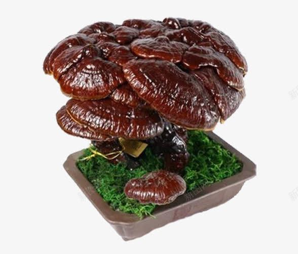 人工种植灵芝png免抠素材_新图网 https://ixintu.com 人工养殖 保健 手绘灵芝 灵芝草 灵药 盆装灵芝 药材