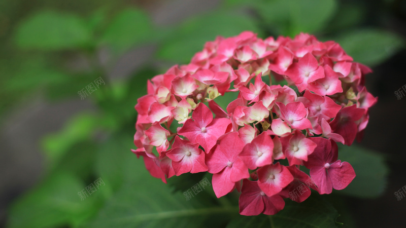 红色的绣球花一jpg设计背景_新图网 https://ixintu.com 植物 红色 绣球 美 花卉