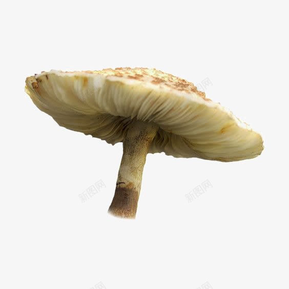 新鲜蘑菇png免抠素材_新图网 https://ixintu.com 火锅蘑菇 菌类 蘑菇 食材 食物 香菇