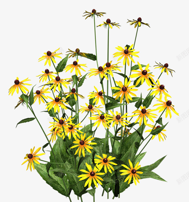 花卉手绘花草png免抠素材_新图网 https://ixintu.com 水彩花草 矢量花草素材 花卉图案素材 花卉图片素材 花草素材