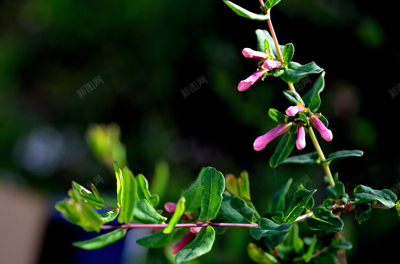 野花盛开的季节jpg设计背景_新图网 https://ixintu.com 山间小花 花 花卉 野花