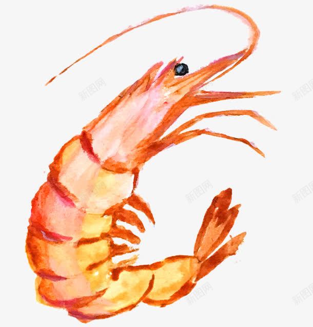 卡通虾类png免抠素材_新图网 https://ixintu.com 免费png素材 卡通 吓 海洋生物 触须