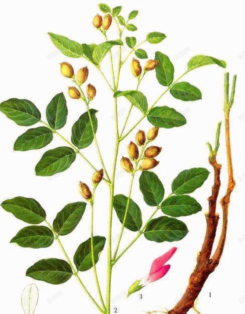 手绘甘草植株jpg设计背景_新图网 https://ixintu.com 手绘甘草 甘草 甘草图片 甘草植株