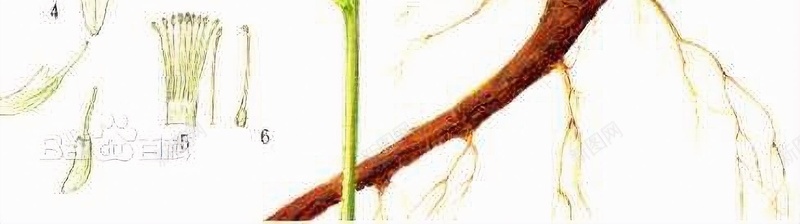 手绘甘草植株jpg设计背景_新图网 https://ixintu.com 手绘甘草 甘草 甘草图片 甘草植株
