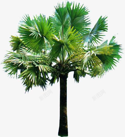 绿色针叶植物装饰png免抠素材_新图网 https://ixintu.com 植物 绿色 装饰 针叶