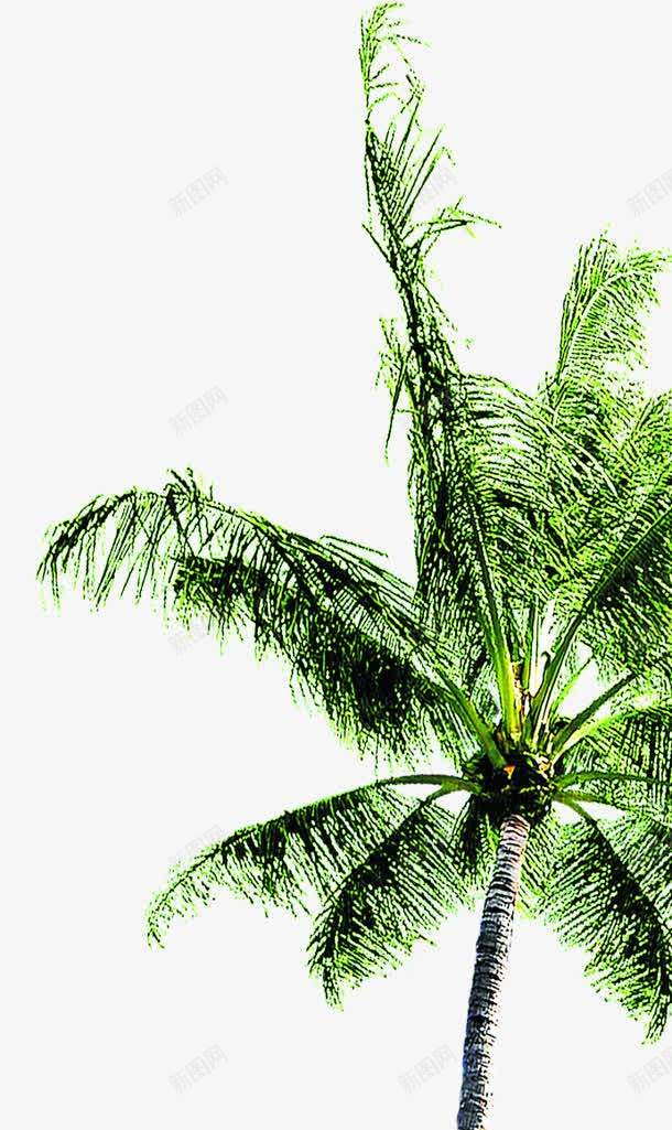 卡通植物夏日插画棕树png免抠素材_新图网 https://ixintu.com 卡通 夏日 插画 棕树 植物