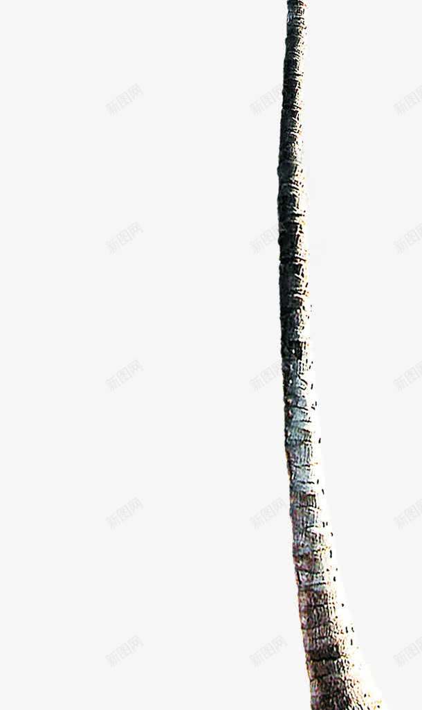 卡通植物夏日插画棕树png免抠素材_新图网 https://ixintu.com 卡通 夏日 插画 棕树 植物