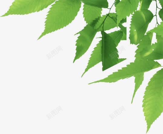 摄影手绘绿叶效果png免抠素材_新图网 https://ixintu.com 摄影 效果 绿叶