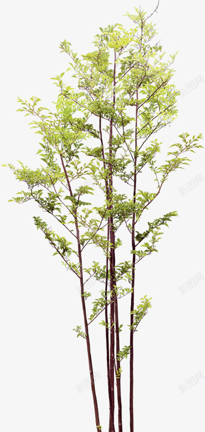 绿色树木png免抠素材_新图网 https://ixintu.com 树木 植物 生机 素材 绿色