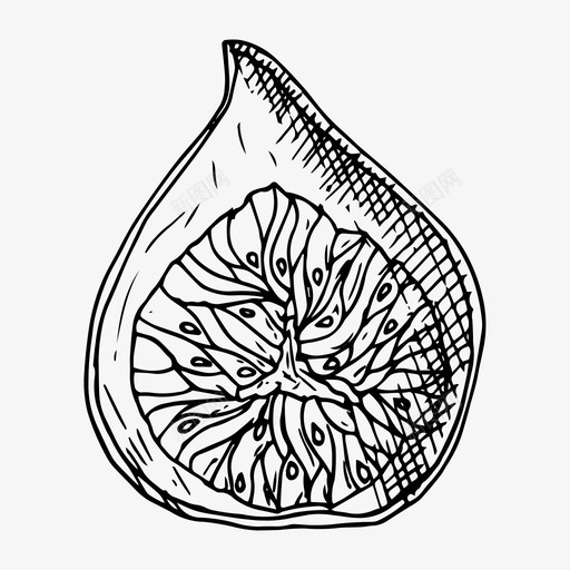 无花果浆果食物图标svg_新图网 https://ixintu.com 半个无花果 手绘 无花果 水果 浆果 素描 食物
