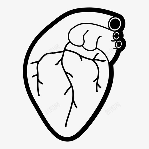 人的心脏解剖学心脏病学图标svg_新图网 https://ixintu.com 人体 人的心脏 器官 心脏病学 爱情 解剖学 静脉