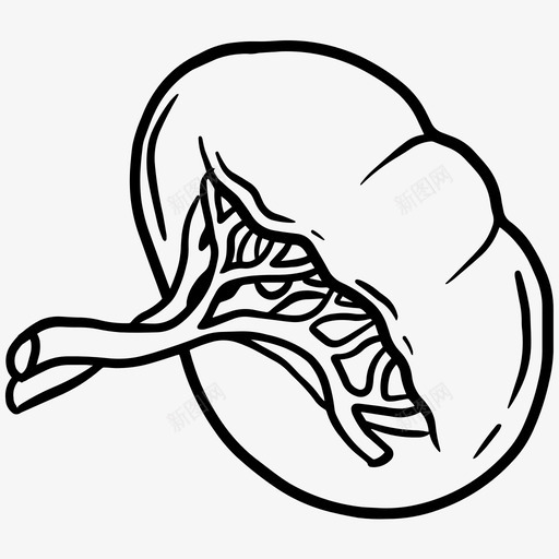 脾人器官图标svg_新图网 https://ixintu.com 人 器官 脾