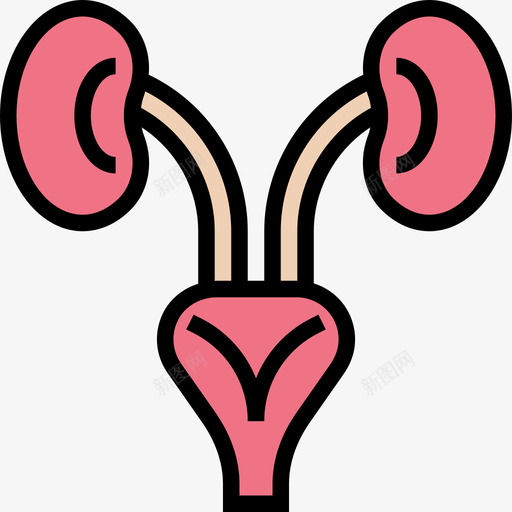 肾脏人体器官6线状颜色图标svg_新图网 https://ixintu.com 人体 器官 线状 肾脏 颜色
