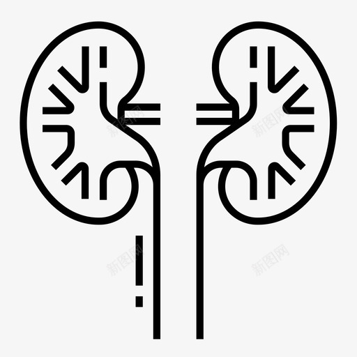 肾脏人体器官医学图标svg_新图网 https://ixintu.com 人体 医学 器官 图标 泌尿 线图 肾脏 解剖 输尿管
