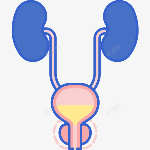 前列腺健康50线性颜色图标svg_新图网 https://ixintu.com 健康 前列腺 男性前列腺 线性 颜色