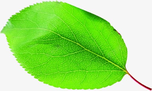 手绘夏季绿色植物树叶png免抠素材_新图网 https://ixintu.com 夏季 树叶 绿色植物
