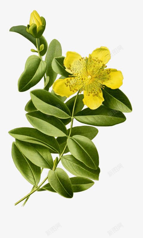 漂亮的小黄花png免抠素材_新图网 https://ixintu.com 彩色 植物 清新 黄色