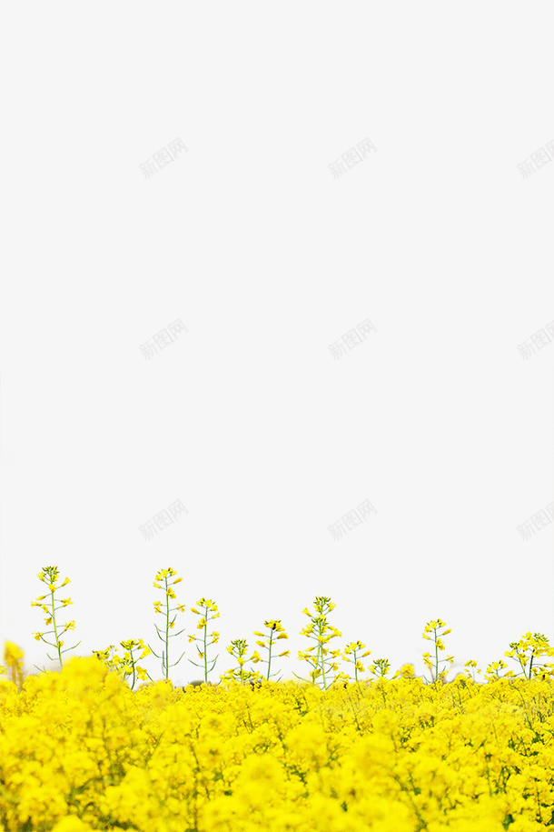 油菜花田园png免抠素材_新图网 https://ixintu.com PNG 油菜 素材 花