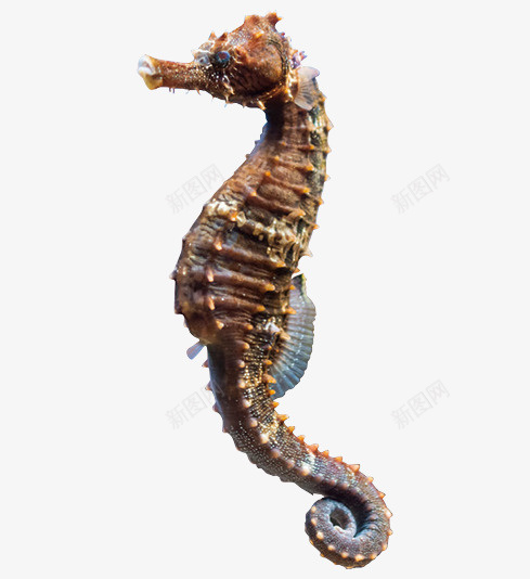 海马海洋生物png免抠素材_新图网 https://ixintu.com 海洋 海洋生物 海里动物 海马