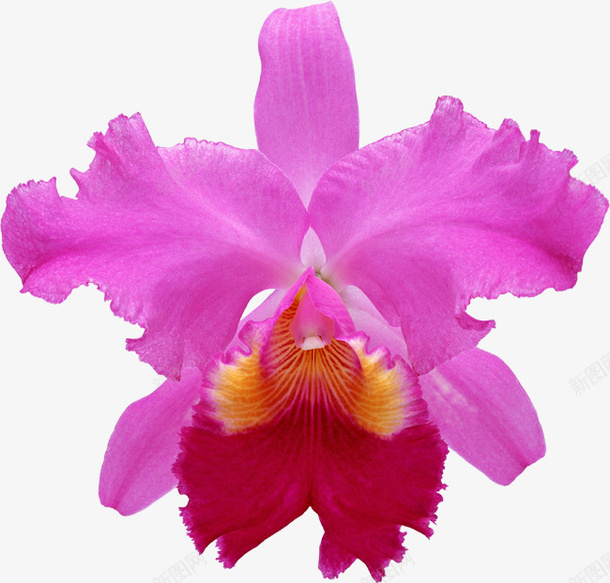 ps花草绿植花卉png免抠素材_新图网 https://ixintu.com ps花卉素材 手绘装饰 植物花草素材 绿植花草 花卉画 鲜花花草