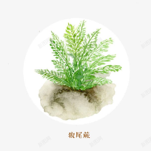 狼尾蕨蕨类psd免抠素材_新图网 https://ixintu.com 小清新 手绘 狼尾蕨 蕨类