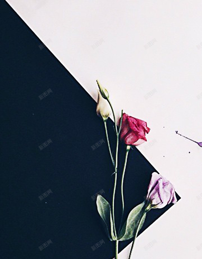玫瑰花瓣黑白H5背景图jpg设计背景_新图网 https://ixintu.com H5 几何 复古黑白背景图 玫瑰 背景 背景图 花瓣 花瓣背景 黑白