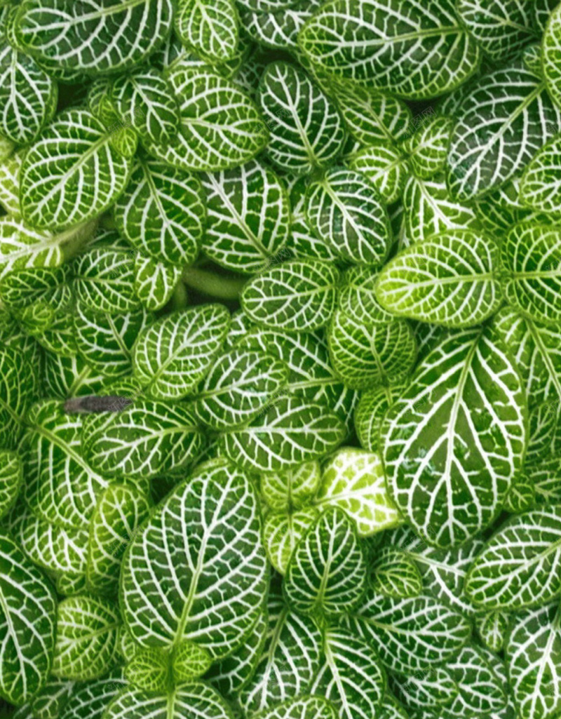 唯美薄荷H5背景jpg高清背景_新图网 https://ixintu.com H5 H5背景 h5 唯美 小清新 文艺 植物 简约 绿色 薄荷 高清