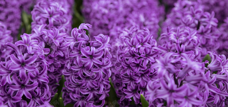紫色丁香花花海背景jpg设计背景_新图网 https://ixintu.com 紫色 丁香花 花海 花朵 女装 淘宝 背景 海报banner 摄影 风景