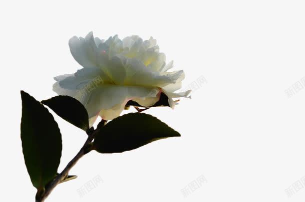 白色茶花png免抠素材_新图网 https://ixintu.com 叶子 植物 白色 白茶花 茶花