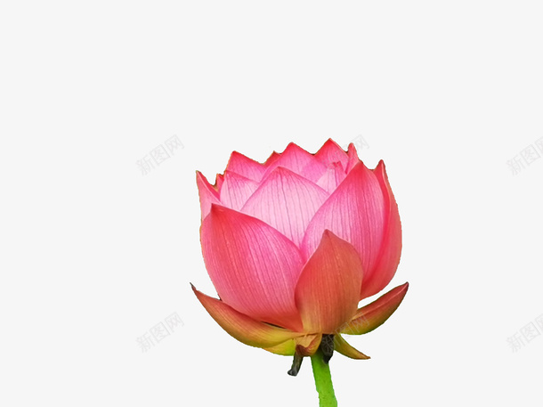 湿地荷花待放png免抠素材_新图网 https://ixintu.com 待放 湿地 荷花 西溪